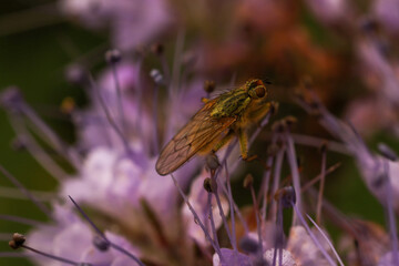 macro picture of a fly on a flower