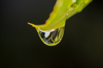 Fototapeta premium macro shot of a drop on a green leaf