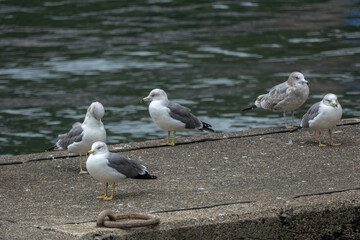 Black-tailed Gull in Ine Bay, Kyoto, Japan
