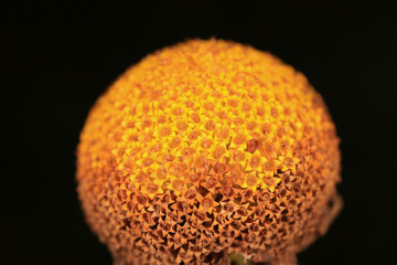 macro picture of a flower head that looks like the sun