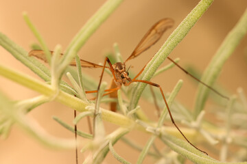 close-up picture of a gnat in a lavender plant
