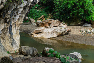 a tree with a large trunk sits next to a river.
