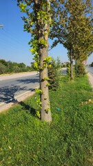 waterfall in the forest