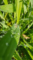 grass with dew drops