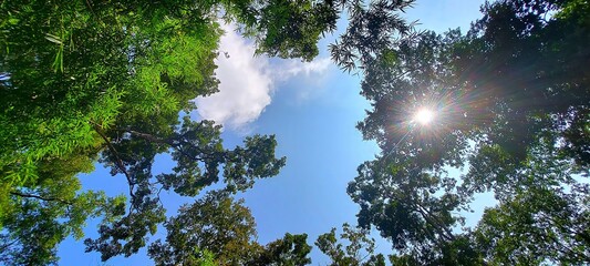 Obraz premium Sunny Day Through Tree Canopy Blue Sky Sunbeams Green Foliage