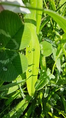 grasshopper on a leaf