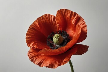 red poppy flower
