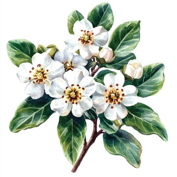watercolor white flowers green leaves clip art preview