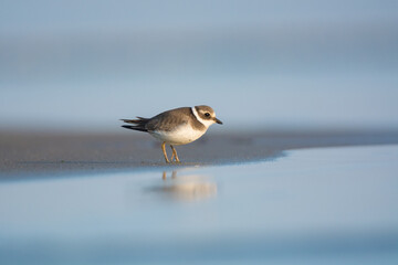 Common ringed plover