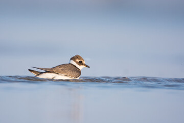 Common ringed plover