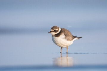 Common ringed plover