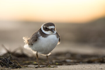 Common ringed plover