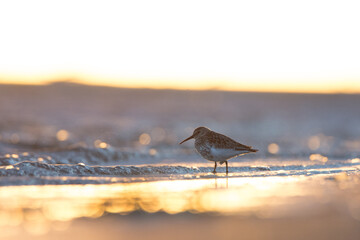 Dunlin