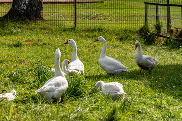 white geese in a green blanket, a flock of geese in a backyard garden