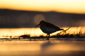 Dunlin