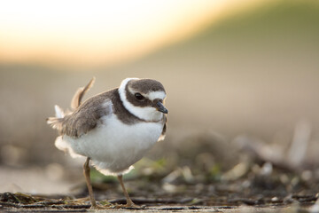 Common ringed plover