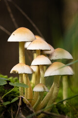 mushroom in the forest