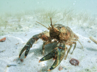 Faxonius limosus