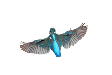 Beautiful feathers on the back of Common Kingfisher isolated on transparent background png file