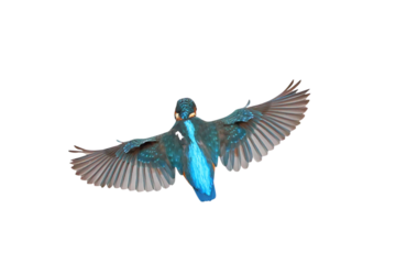 Beautiful feathers on the back of Common Kingfisher isolated on transparent background png file