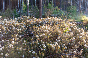 Ledum palustre, the plant is poisonous, evergreen, often common in mossy swamps and swampy pine...