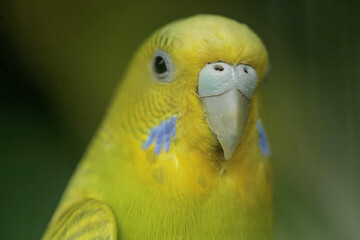 The face of a graceful and beautiful parakeet. This hook-billed bird has the scientific name...