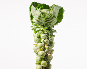 収穫されたばかりの芽キャベツ