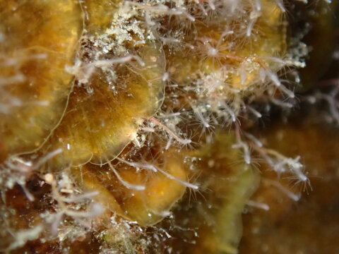 Ponto-Caspian freshwater hydroid or freshwater hydroid (Cordylophora caspia) and brown algae Lobophora variegata extreme close-up undersea, Aegean Sea, Greece, Halkidiki, Pirgos beach