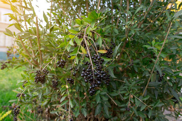 Close-up of black berries on a green bush, bathed in sunlight. Capturing nature's beauty and autumn vibes. Ideal for backgrounds, gardening themes, and natural products