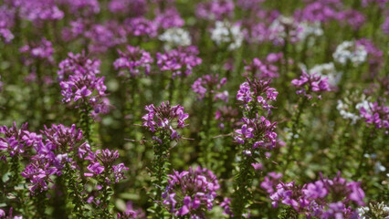 Purple flowers of the balearic islands, specifically in mallorca, outdoors with a field of blooming teucrium marum creating a vibrant and colorful natural scene in the mediterranean