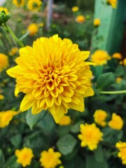 yellow chrysanthemum flower photographed close up