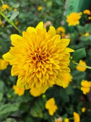 yellow chrysanthemum flower photographed close up