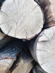 Cross cut trees arranged randomly.
