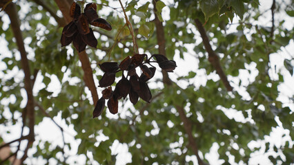 Close-up of carob pods amid the foliage of a ceratonia siliqua tree in murcia, spain.