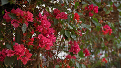 Vibrant bougainvillea glabra, a mediterranean plant, flourishes in outdoor murcia, spain, showcasing its magenta flowers.