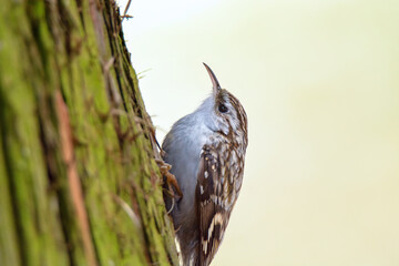 Eurasian treecreeper