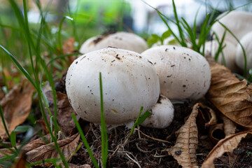 Eine kleine gruppe Schampion Pilze