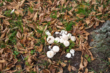 Eine Gruppe von Champion-Pilzen auf einer Wiese