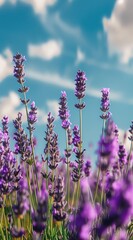 Fototapeta premium Lavender flowers blooming in a vibrant field under a blue sky filled with clouds during a sunny afternoon