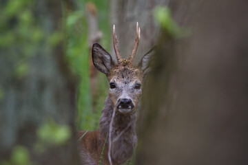 Roe deer