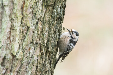 Naklejka premium Lesser spotted woodpecker