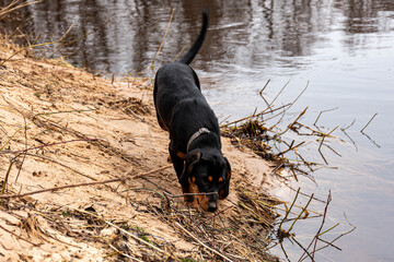 spring walk with the dog, sandy river bank, old last year's grass, nature without greenery, spring