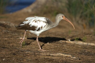 ibis in the forest