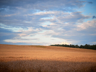 Fototapeta premium Rural pre-evening landscape. Field and sky