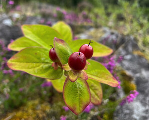 Rote Beeren des Blut-Johanniskraut (Hypericum)