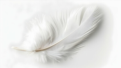 Obraz premium A single white feather isolated on a transparent background