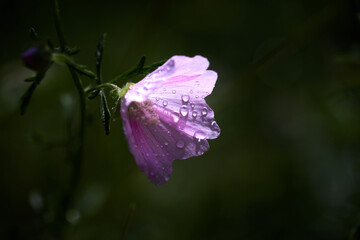 Beautiful wild pink flower with drops after rain