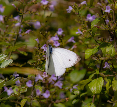 Pieris napi male green veined white butterfly sitting on calamintha nepeta lesser calamint