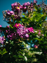 Pink flowers in the garden