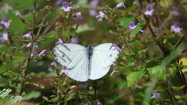 Pieris napi male green veined white butterfly sitting on calamintha nepeta lesser calamint